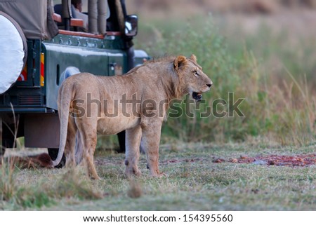 Lion directly to the safari car early in the morning in Masai Mara, Kenya