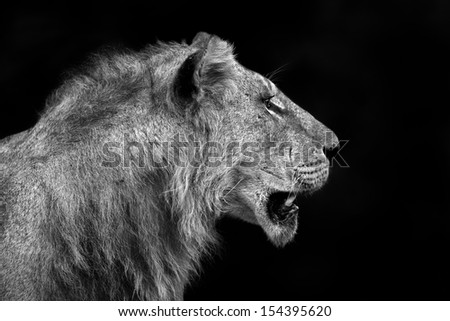 Lion portrait in black and white, he is one of the Rekero Pride in Masai Mara