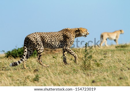 Cheetah brothers on the way to hunt in Masai Mara, Kenya