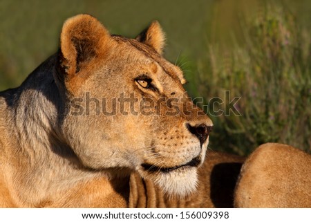 Lioness enjoying the first rays of the rising sun in the Serengeti, Tanzania