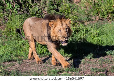 Big lion with his shadow in Tarangire National Park, Tanzania