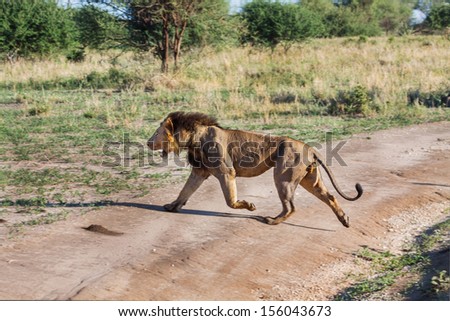 Lion runs across the road, he seeks a new territory in the Tarangire National Park in Tanzania