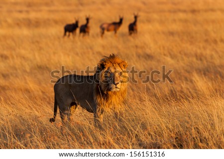 Big Lion in the high grass at sunrise with Topi Antelopes in the background in Masai Mara, Kenya