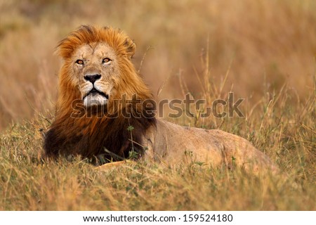 Beautiful big Lion Caesar enjoying the last rays of sun in Masai Mara, Kenya