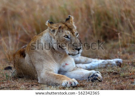 Big Lioness after hunting late evening in Masai Mara, Kenya