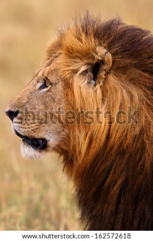 Side Portrait Of A Beautiful Lion In Masai Mara, Kenya