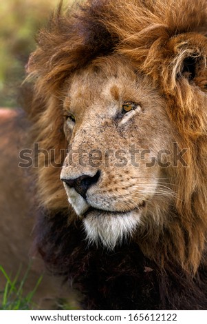 Portrait Of A Tired Big Lion, One Of Lion Notch Sons, In Masai Mara, Kenya