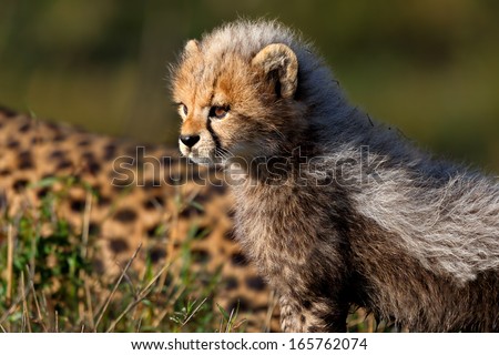 Cheetah Baby, Seven Weeks, In Masai Mara, Kenya