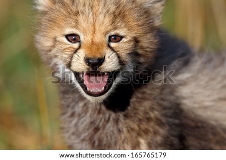 Endearing portrait of a seven weeks old Cheetah, which calls the mother in Masai Mara, Kenya