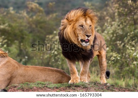 Big Lion King Lipstick Watched As One Of His Lionesses Chased Away Three Cheetahs From His Territory In Masai Mara, Kenya