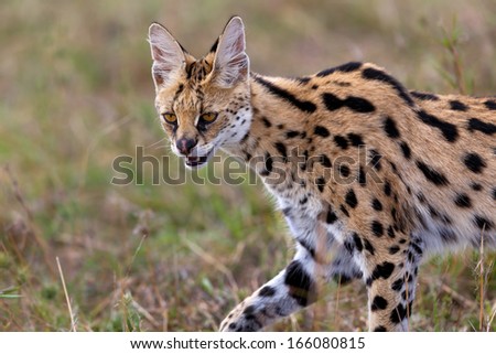 Close up of a hunting Serval Cat in Masai Mara, Kenya
