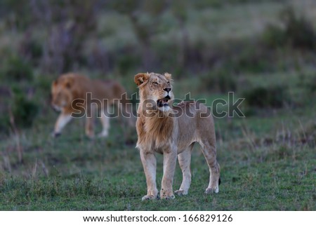 Young Lion of Rekero boys early in the morning in Masai Mara, Kenya