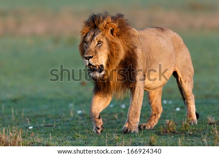 Lion Mohican after a fight with a female on the way back to his pride in Masai Mara, Kenya