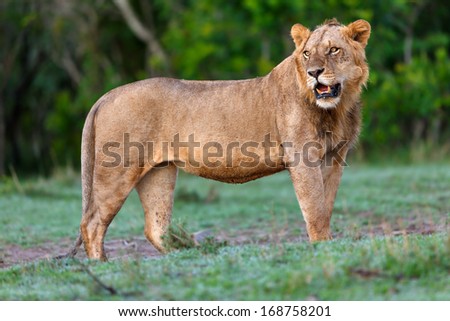 Close up of a powerful lion in Masai Mara, Kenya. He lives with five other male Lions in group.