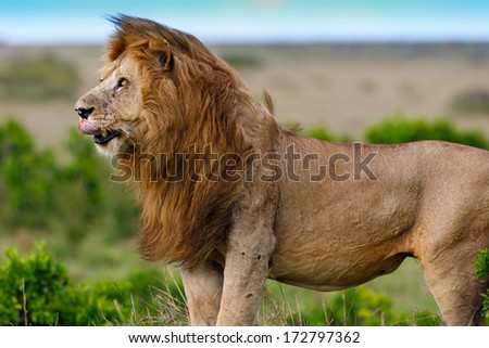 Close up of big Lion Grimace, son of famous Lion Notch, in Masai Mara, Kenya