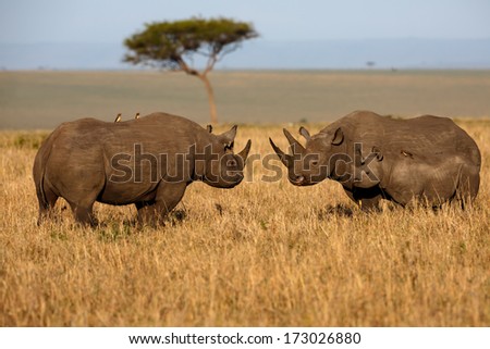 Black Rhino family fighting at sunrise in Masai Mara, Kenya