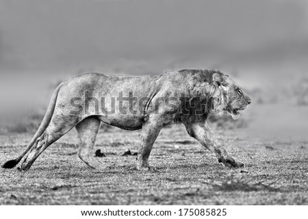 Wet Lion running to his brothers in Masai Mara, Kenya