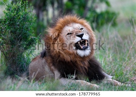 Portrait of a big roaring Lion Caesar, one of Notches sons, with an impressive mane in Masai Mara, Kenya