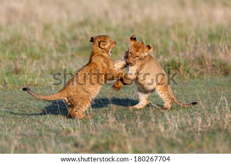 Lion cubs playing after a good breakfast in Masai Mara, Kenya