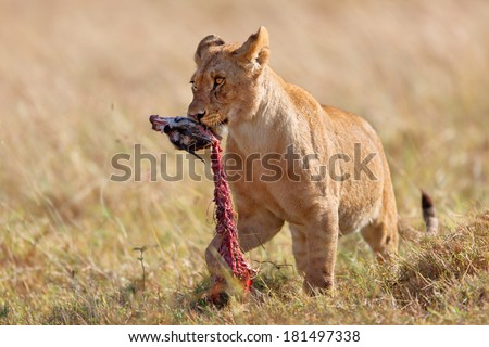 Young lion of Marsh Pride with a rest of the hunted prey in Masai Mara, Kenya
