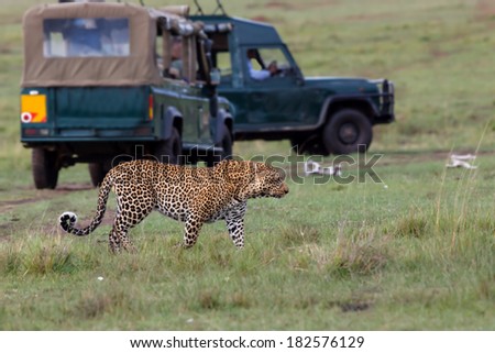 Big male Leopard with safari cars in the background in Masai Mara, Kenya