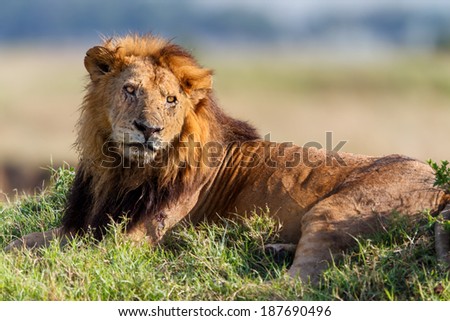 Close-up of Lion Clawed, Marsh Pride, an old Lion in Masai Mara, Kenya