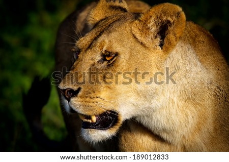 Portrait of a beautiful Lioness during the first sunrise rays in the Serengeti, Tanzania