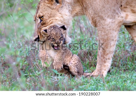 Lion mother wants her baby carry to another place, but the baby does not like that and is very annoying. Lake Nakuru National Park, Kenya