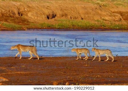 Cheetah mother and cubs at sunrise like to cross the river in Samburu National Reserve, Kenya