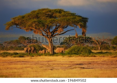 Beautiful sunrise with Elephants under a tree in Amboseli National Park Kenya Beautiful sunrise with Elephants under a tree in Amboseli National Park Kenya