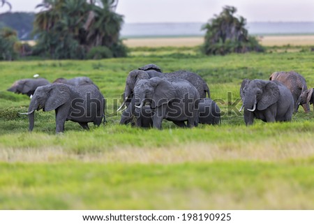 African Elephant herd in the swamp late evening in Amboseli National Park, Kenya