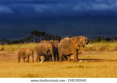 African elephant herd enjoys the last rays of the sun, because soon the rain will come in the dark sky in the background. Amboseli National Park, Kenya