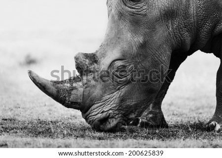Side black and white portrait of a grazing White Rhino in Lake Nakuru National Park, Kenya