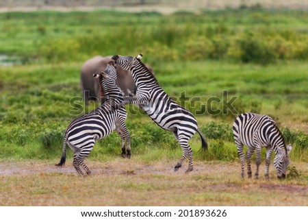 Standing Zebras during a fight with Elephants in the background in Amboseli National Park, Kenya