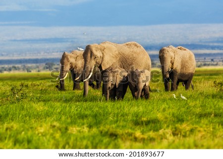 African Elephants eating grass in the swamp of Amboseli National Park, Kenya
