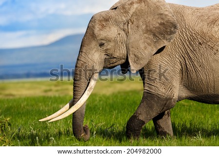Herd of African Elephants in the swamp of Amboseli National Park, Kenya