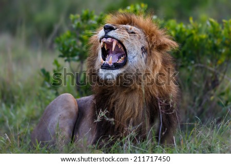 Roaring Lion Ron (son of legendary Lion Notch) in Masai Mara, Kenya