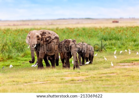 African Elephant mother with calves of different ages in Amboseli National Park, Kenya