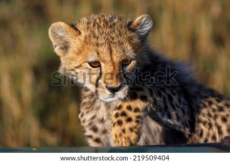 Cheetah cub wants to climb into the safari car in Masai Mara, Kenya