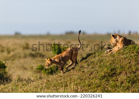 Young lion leaving the termite hill, because the sun is too hot in Masai Mara, Kenya