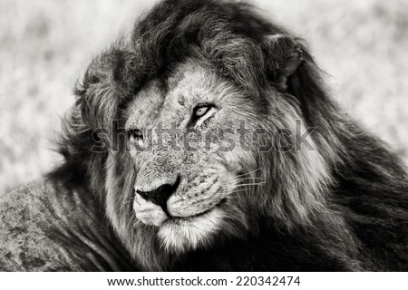 Black and white portrait of the legendary Lion Notch, Masai Mara, Kenya