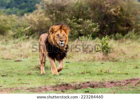 Walking big Lion Lipstick of 4 Km Coalition in Masai Mara, Kenya