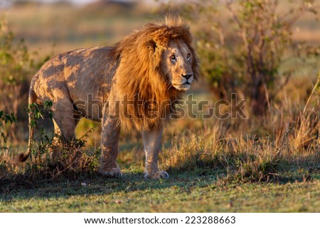 Powerful Double Cross Lion still a little tired during sunrise in the Masai Mara, Kenya