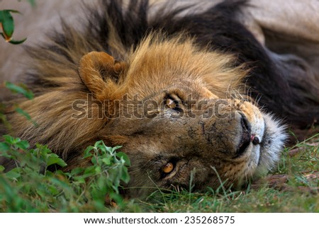 Portrait of Lion Blacky from Rekero Pride in Masai Mara, Kenya