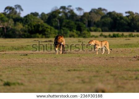 Lion Mohican with Lioness on the way to hunt in Masai Mara, Kenya