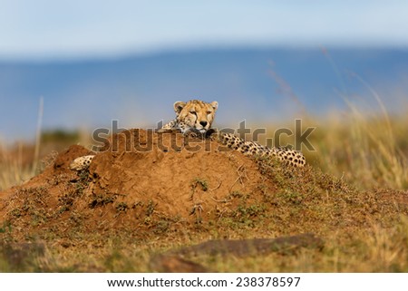 Cheetah male hidden behind a termite mound and waiting for prey in Masai Mara, Kenya