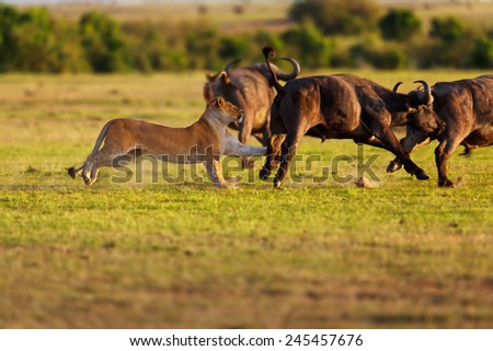 Double Cross female Lion hunting Buffaloes in Masai Mara, Kenya