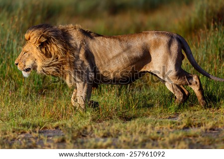 Close up of a big Lion running in the Marsh of Ndutu in Ngorongoro Conservation Area, Tanzania