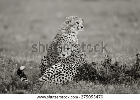 Cheetah mother with cub in the background in Masai Mara, Kenya