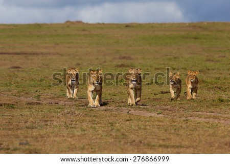 Walking Lions of Double Cross Pride in Masai Mara, Kenya